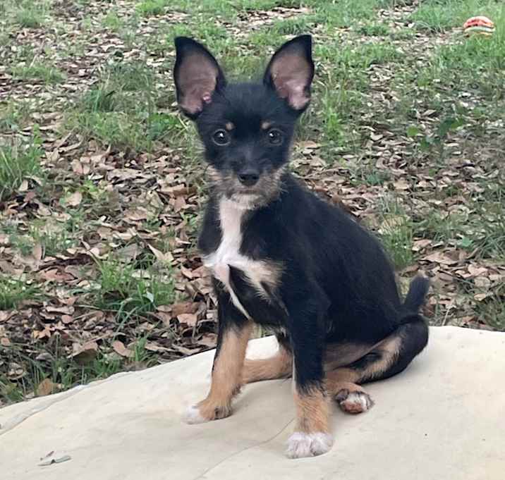 Photo of Pickles