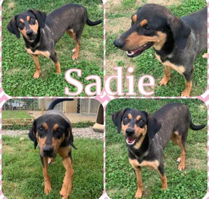Photo of Sadie