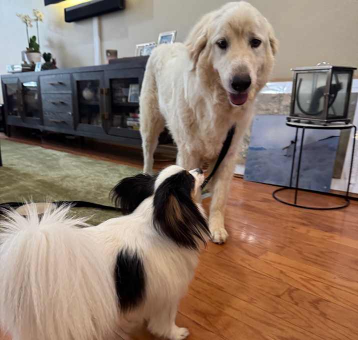 Photo of Buddy
