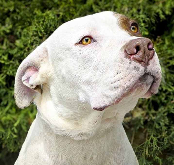 Photo of Accomplished Mr Acer ~ Amazing Pup !