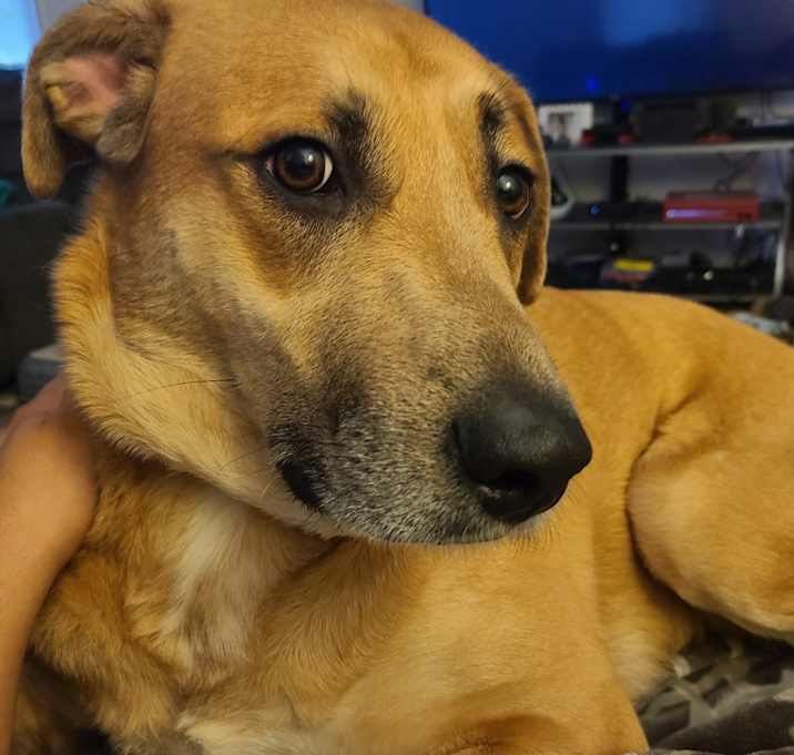 Photo of Apollo