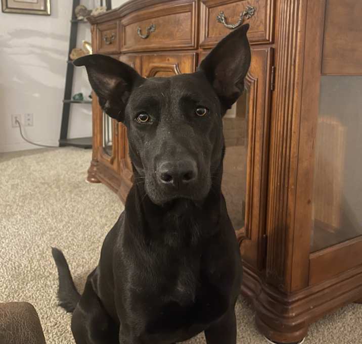 Photo of Asta