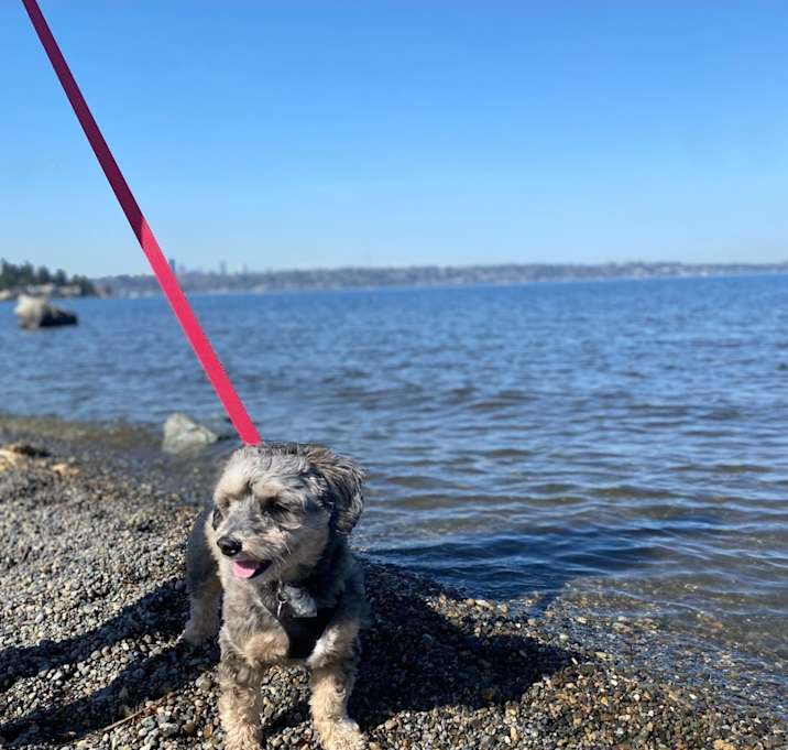 Photo of Comet