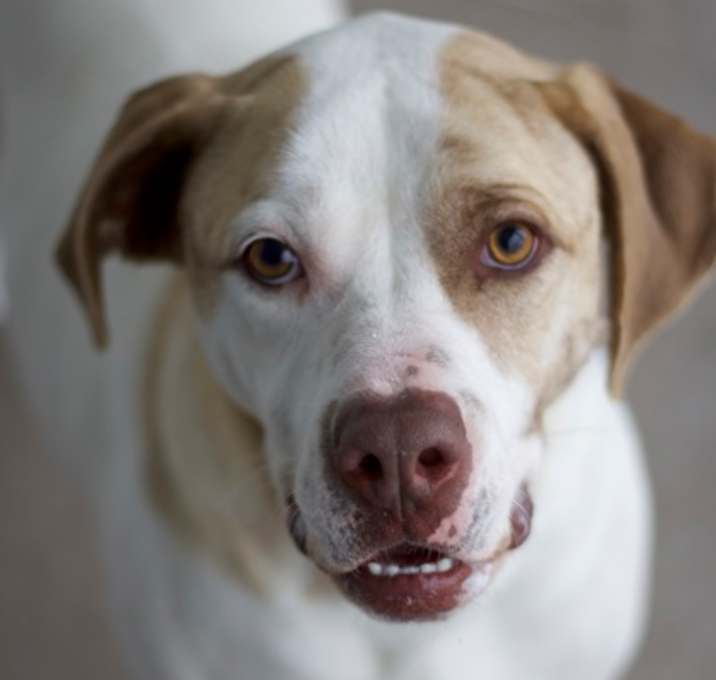 Photo of Peanut