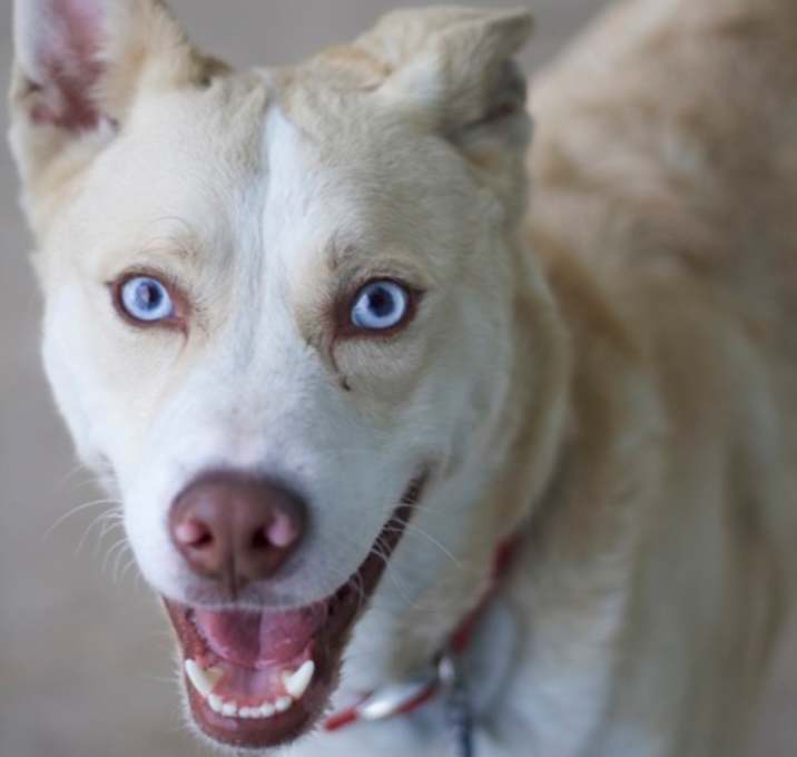 Photo of Boo