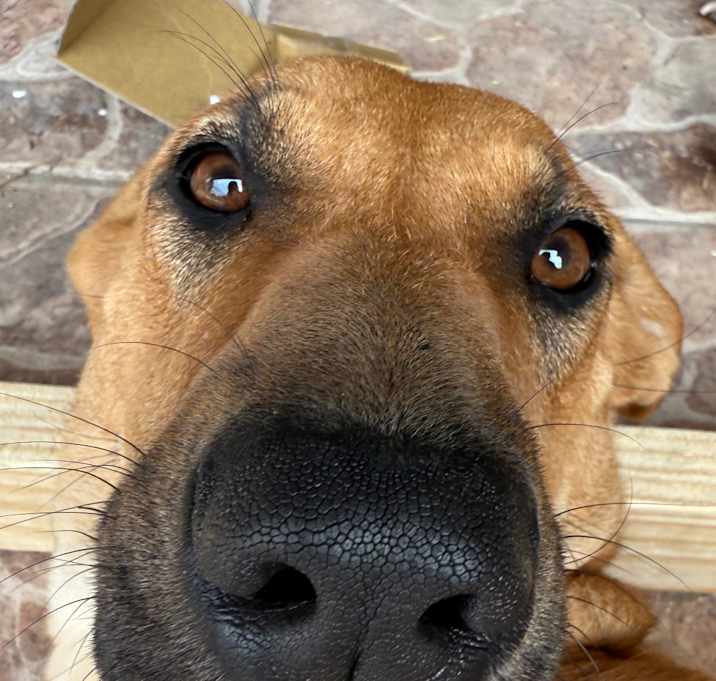 Photo of Rosy