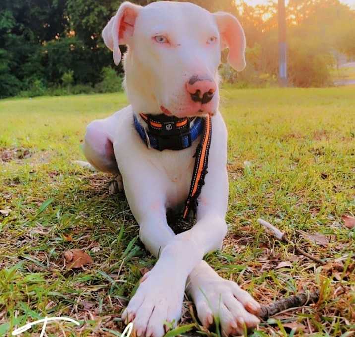 Photo of Moon Dog