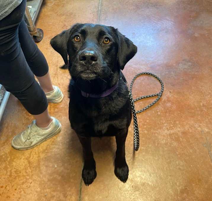 Photo of Shadow