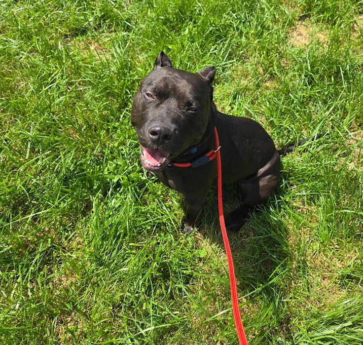 Photo of Buddy