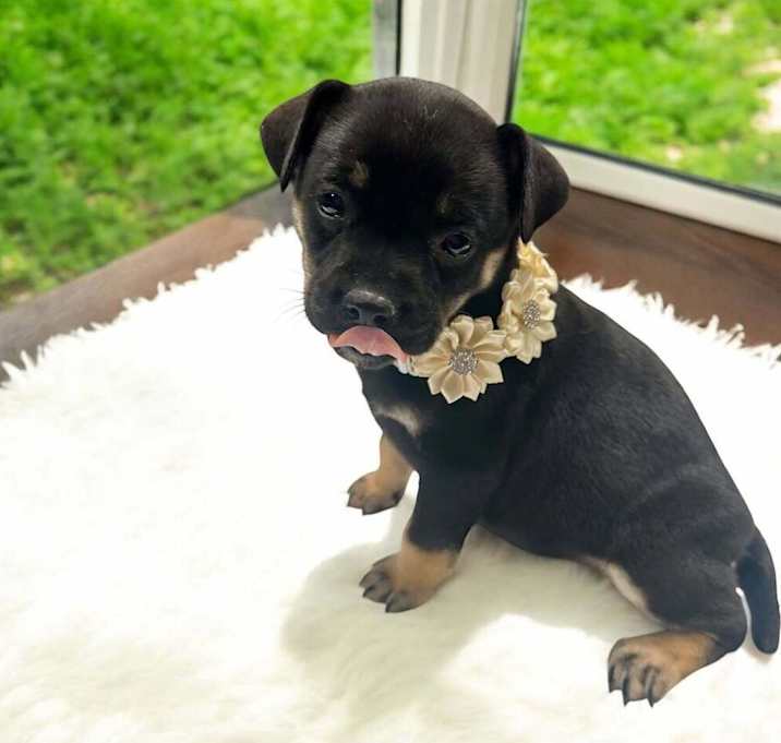 Photo of Enchilada