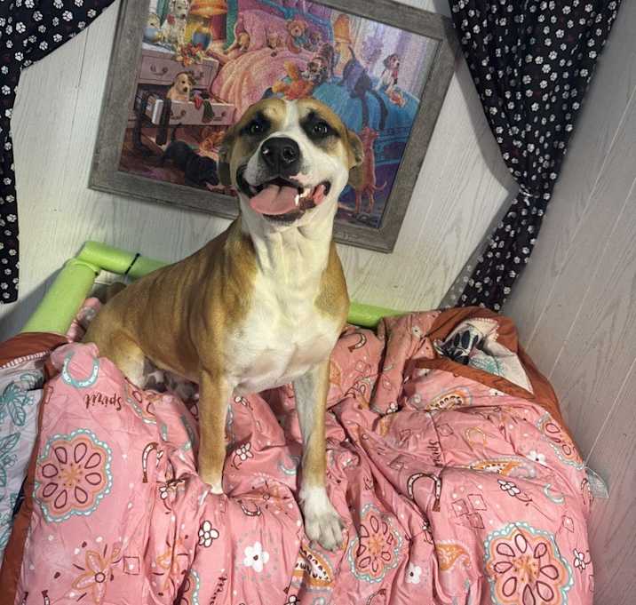 Photo of Rocky