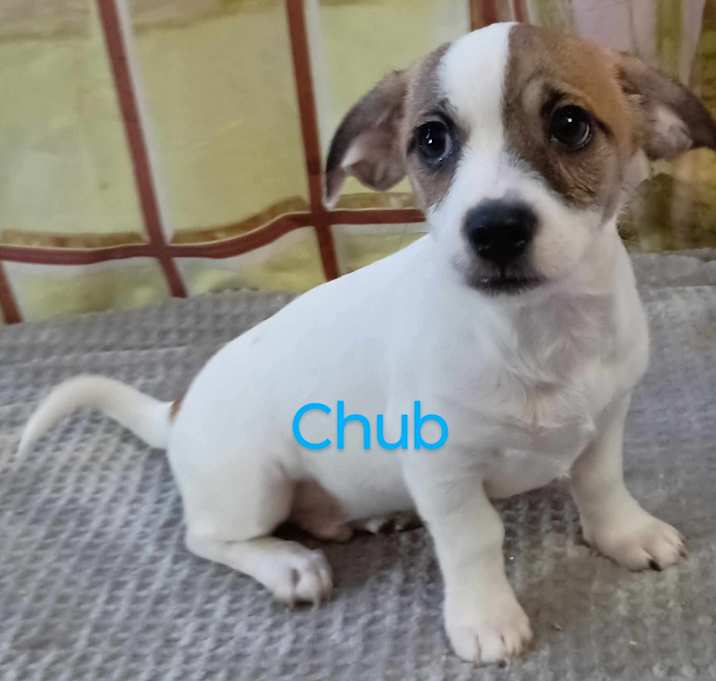Photo of Chub