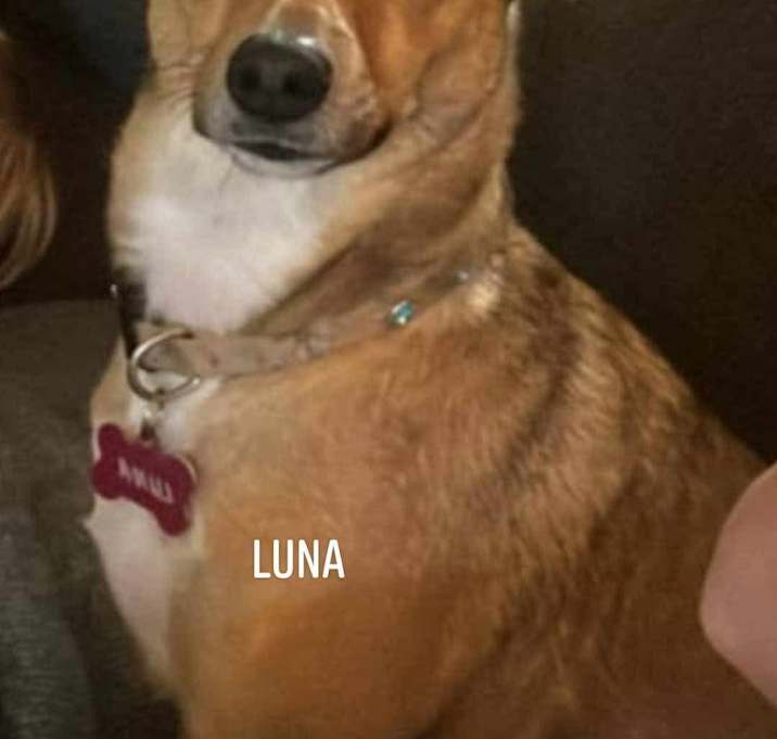 Photo of Luna