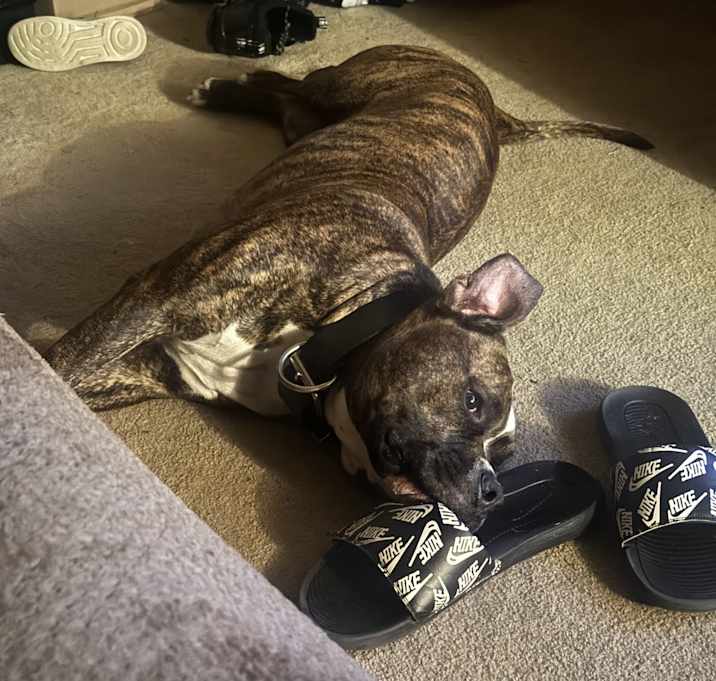 Photo of Bruno