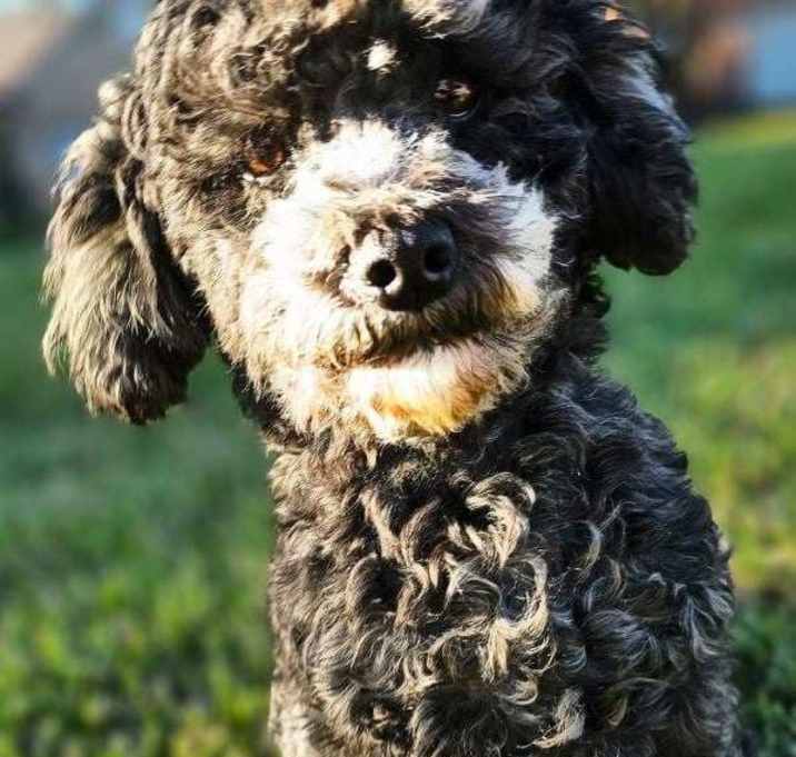 Photo of Pookie