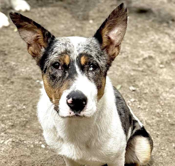 Photo of Callie