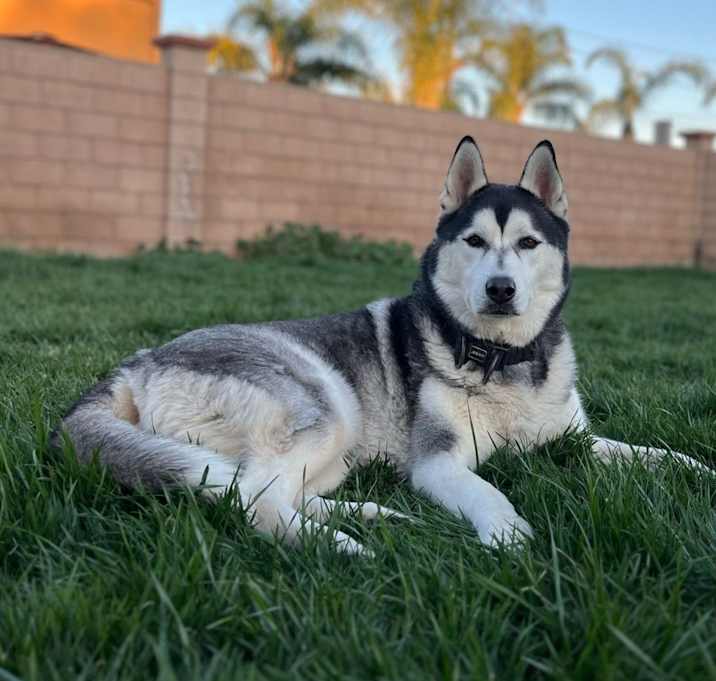 Photo of Achilles
