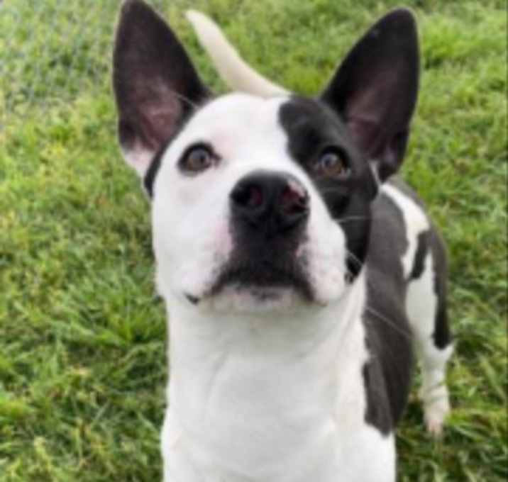 Photo of Butternut