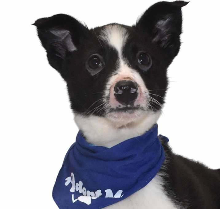 Photo of Barkley