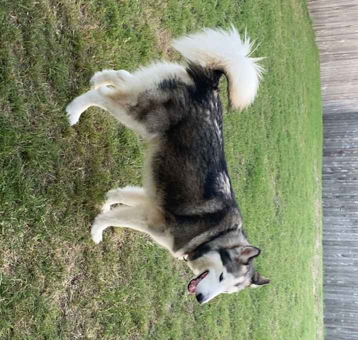 Photo of Shadow