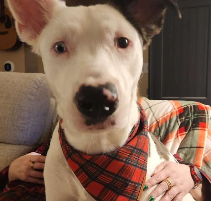 Photo of Kodi