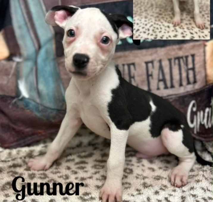 Photo of Gunner meet me 5/31