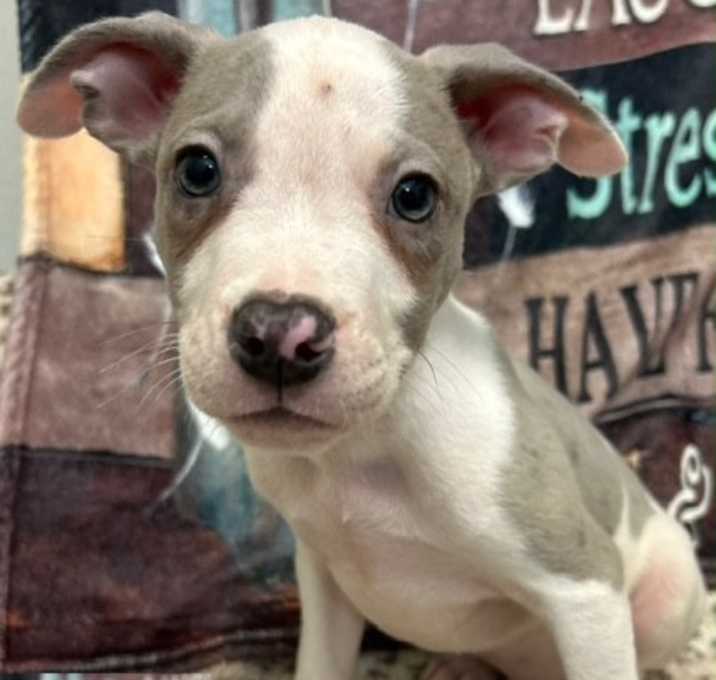 Photo of Gizmo Adoption Pending