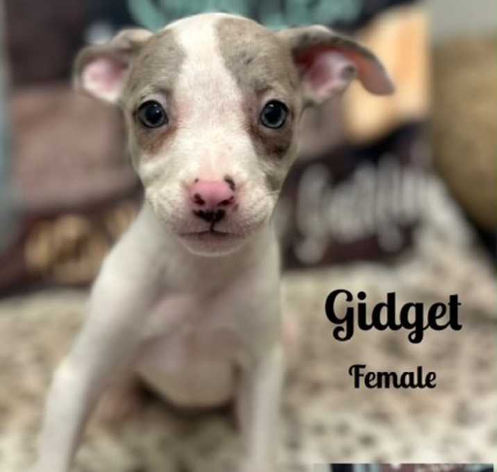 Photo of Gidget meet me 5/31