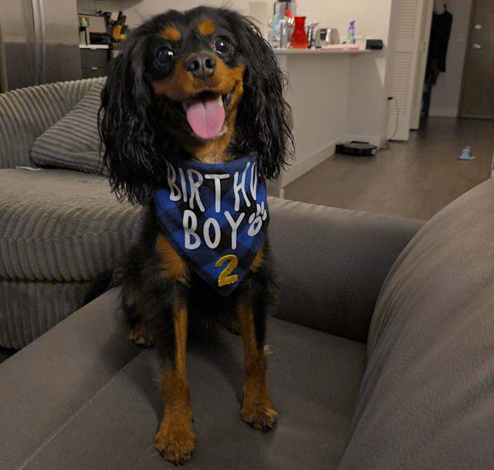 Photo of Brownie
