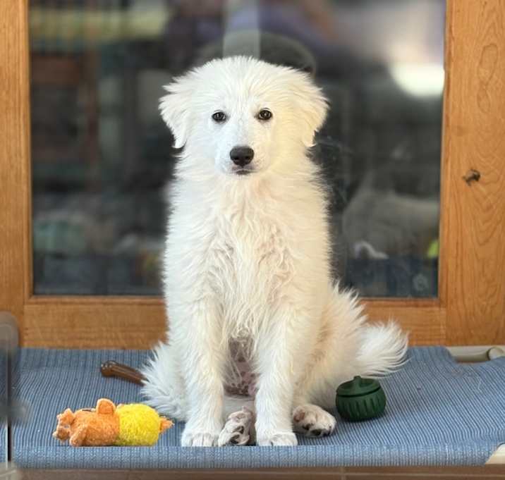 Photo of Marshmallow Fluff