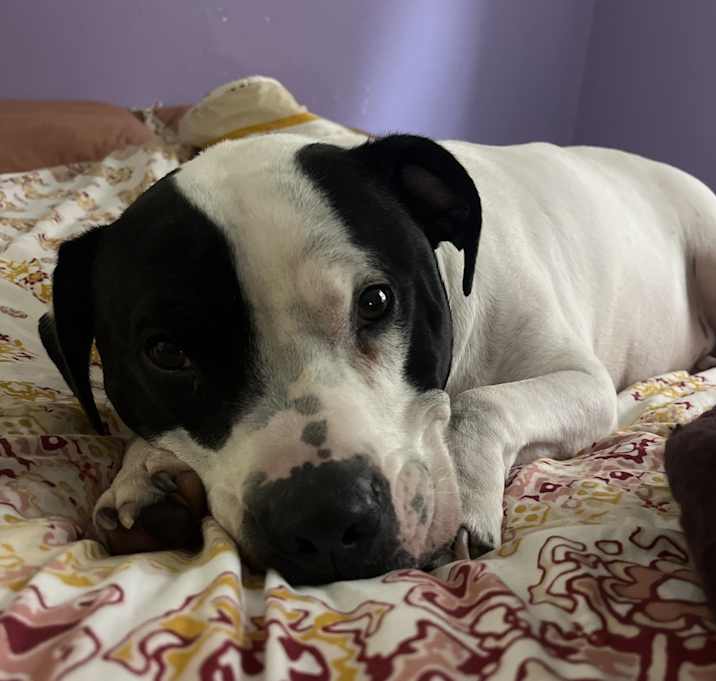 Photo of Hoagie