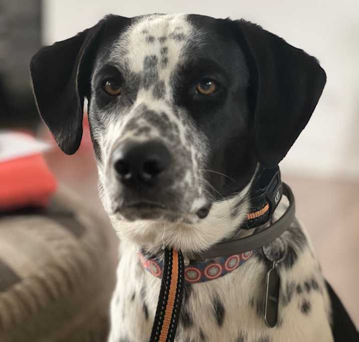 Photo of Maverick