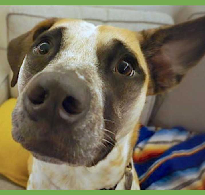 Photo of Goose