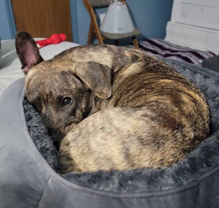 Photo of Lucky
