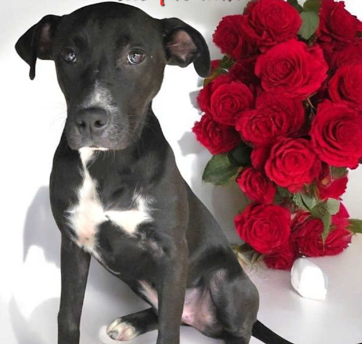 Photo of Rosie