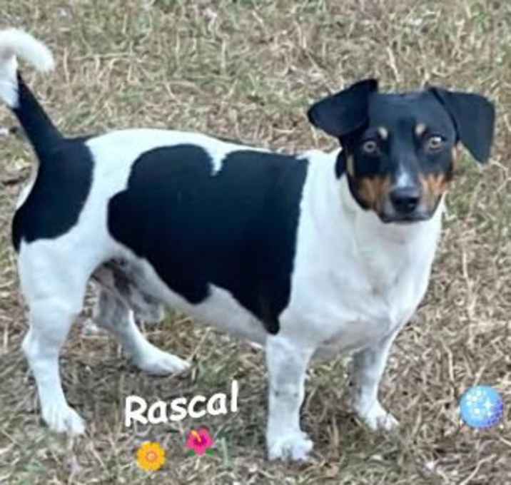 Photo of Rascal