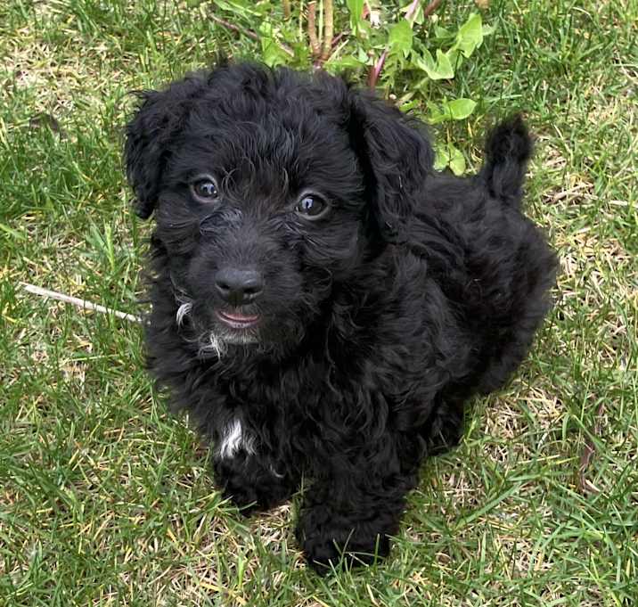 Photo of Yeti