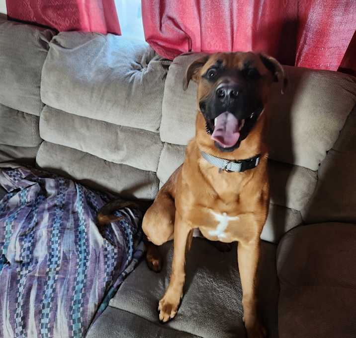Photo of Dutch