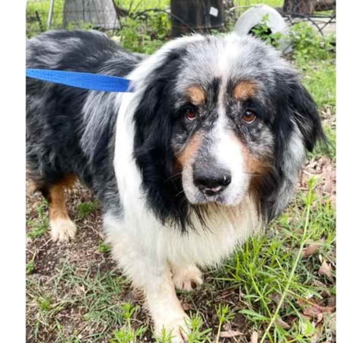 Photo of Diesel