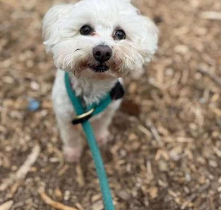 Photo of Pippin