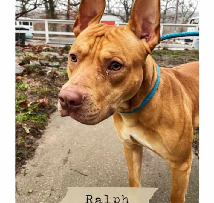 Photo of Ralph