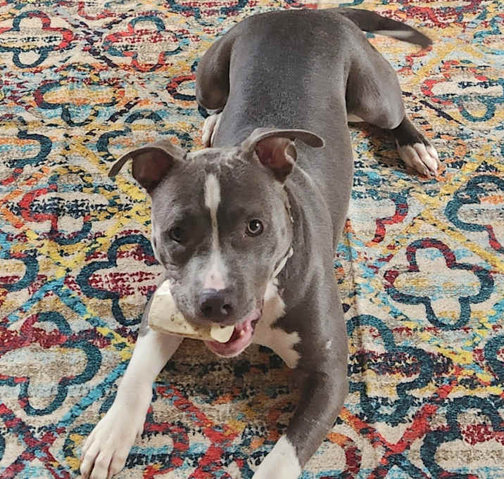 Photo of Violet