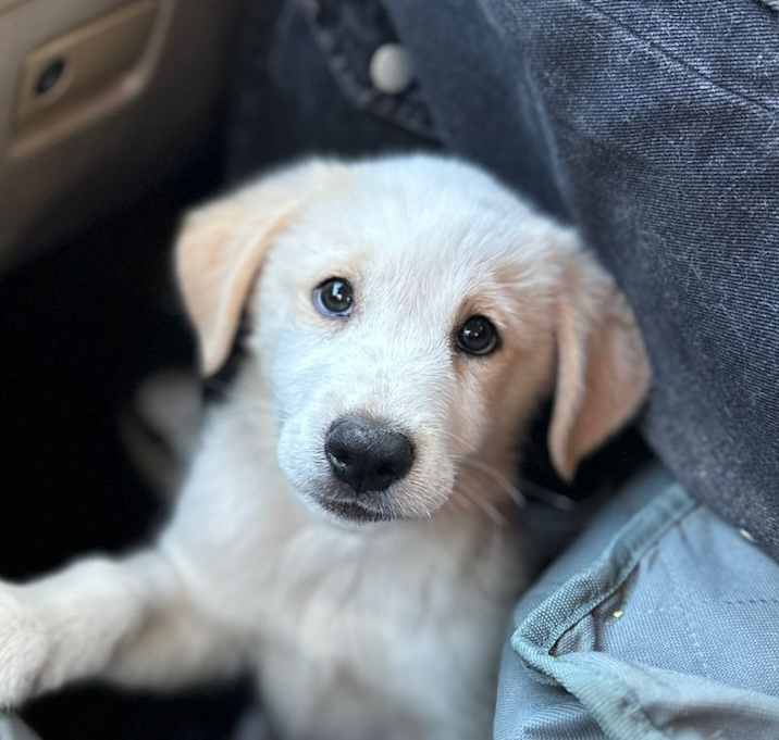 Photo of Balou