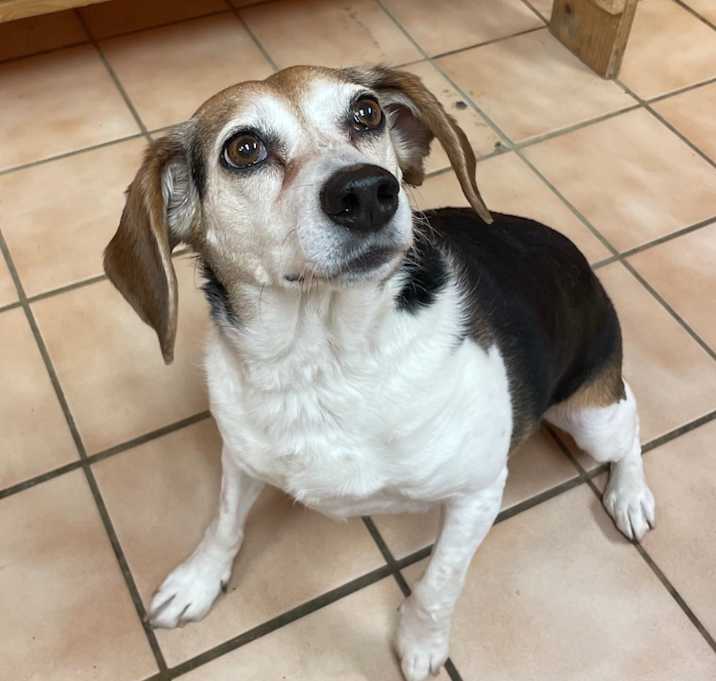 Photo of Sparky