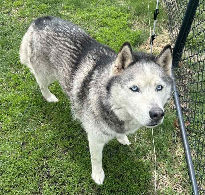 Photo of Koda