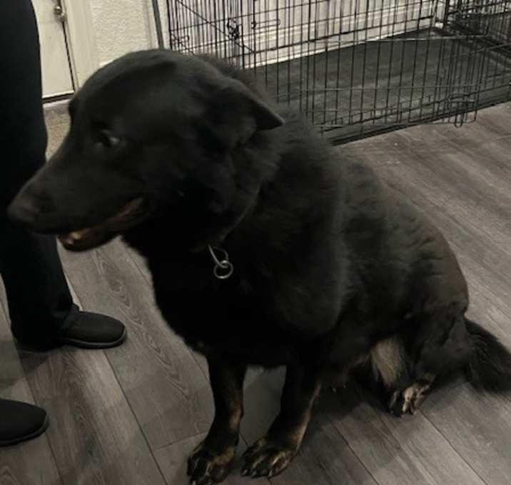 Photo of Apollo