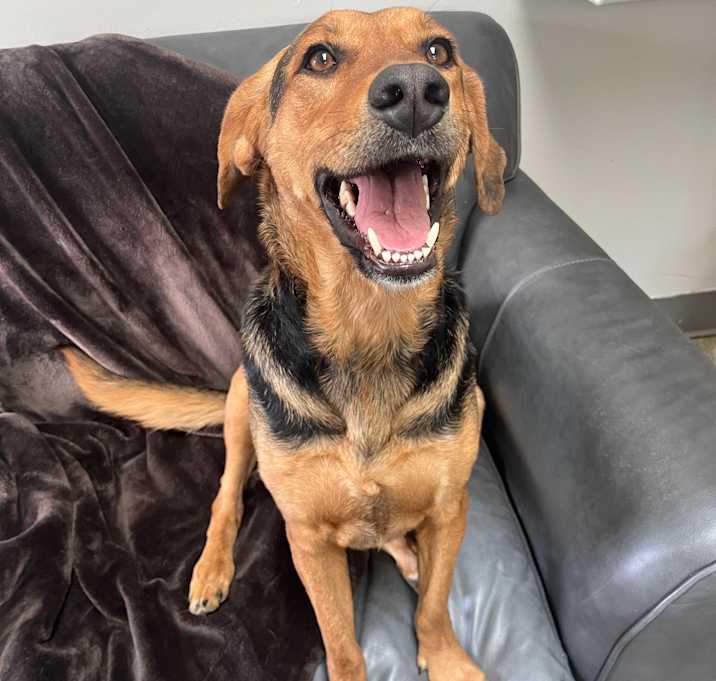Photo of Honey