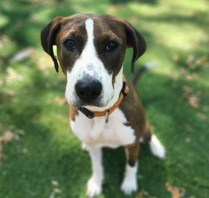 Photo of Romeo
