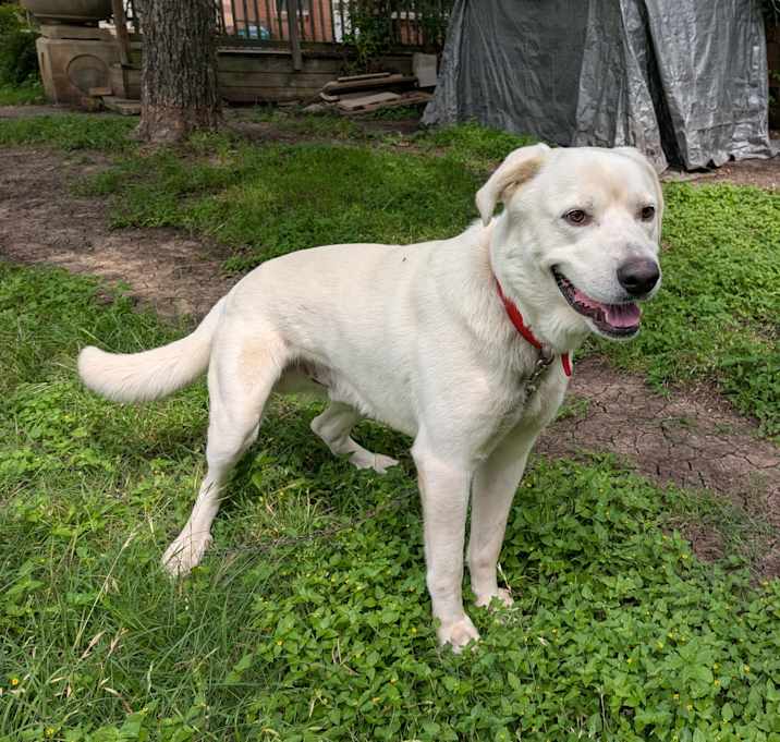 Photo of Buddy