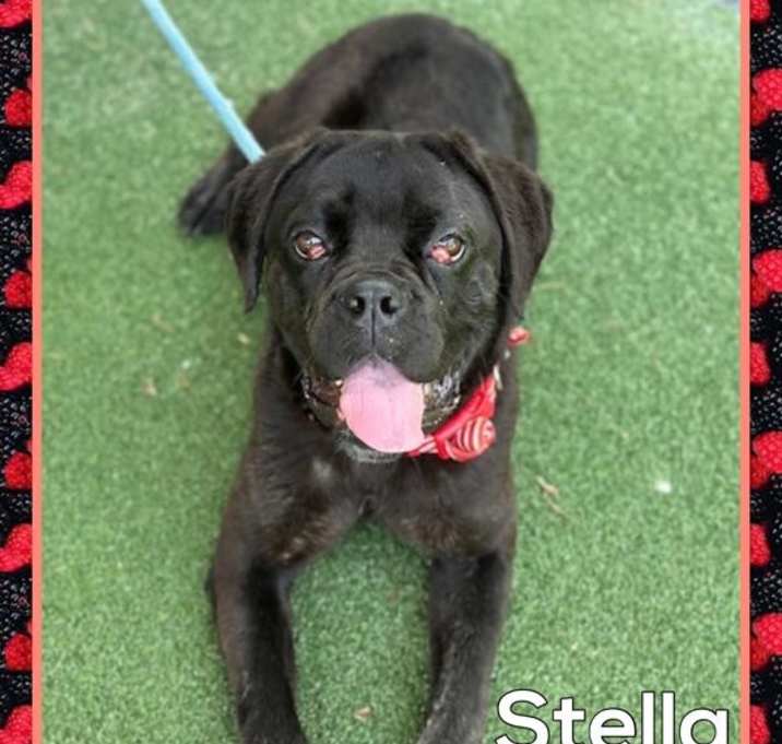 Photo of Stella (877)